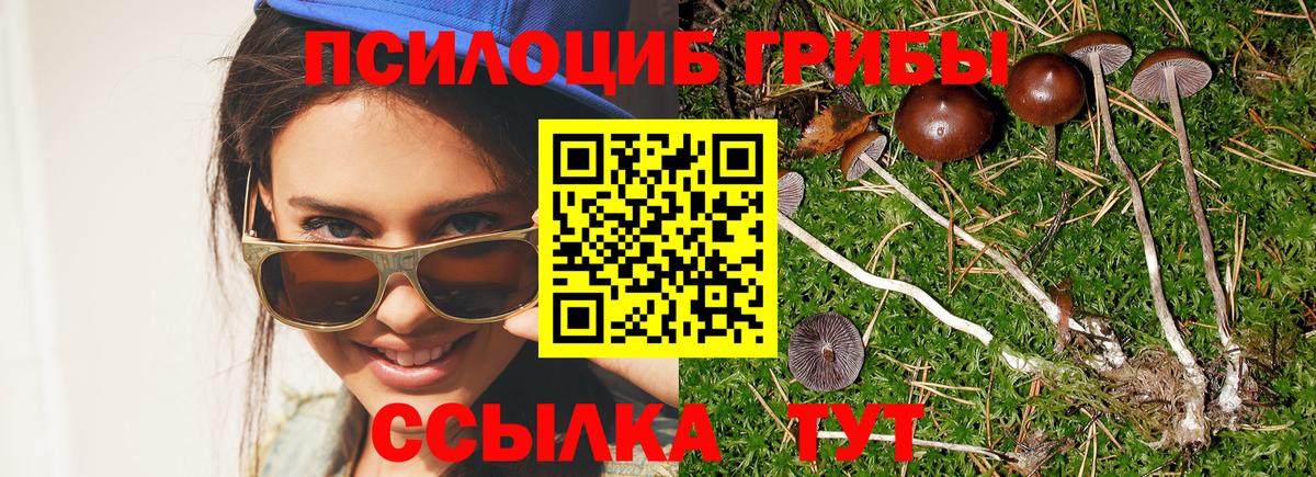 Псилоцибиновые грибы Psilocybine cubensis  Вход с VPN  Углич  Псилоцибиновые грибы Cubensis 